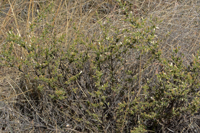 Yerba de Pasmo grows at elevations between 3,500 and 6,000 feet and is native to Arizona, New Mexico and Texas. Baccharis pteronioides 